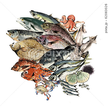 いろいろな魚介 セット 水彩のイラスト素材 [62083026] - PIXTA