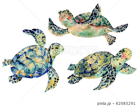 Watercolor Natural Vintage Set Of Sea Turtle Stock Illustration 6291