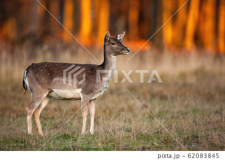 Cute fallow deer doe looking away on a meadow with dry grass at sunset Cute fallow deer doe looking away on a meadow with dry grass at sunset 62083845