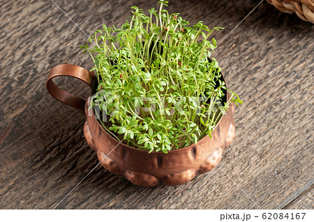 Fresh young garden cress growing in a bowl Fresh young garden cress growing in a bowl 62084167