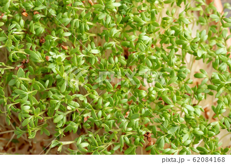 Close up of fresh garden cress micro greens 62084168