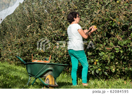 woman picking apples in the orchard woman picking apples in the orchard 62084595