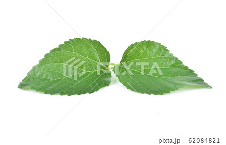 Mulberry leaves isolated on white background 62084821