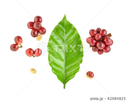 Red coffee beans isolated on white background Red coffee beans isolated on white background 62084825