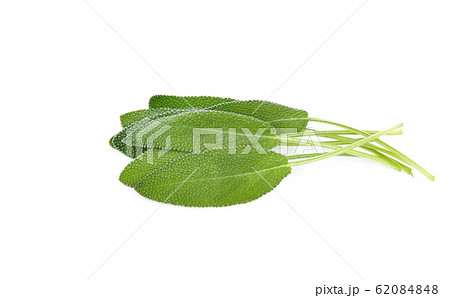 Sage herb isolated on white background Sage herb isolated on white background 62084848