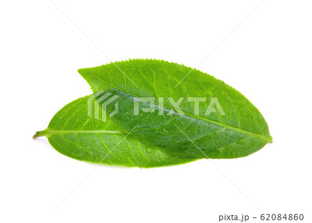 leaves Fresh green tea with drops of water 62084860