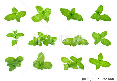 Set Fresh mint isolated on the white background. Set Fresh mint isolated on the white background. 62084866