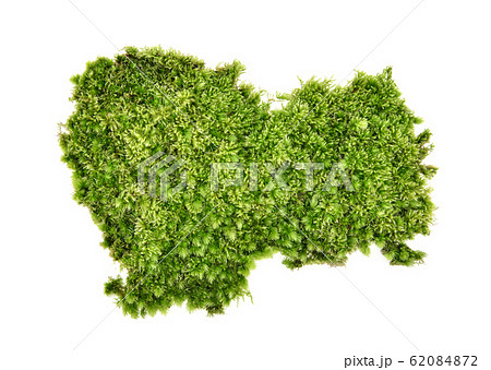 Green moss isolated on white background 62084872