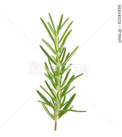 Rosemary isolated on white background 62084898