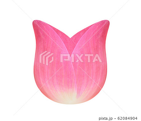 lotus petal on white background 62084904