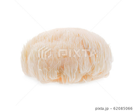 lion mane mushroom isolated on white background. lion mane mushroom isolated on white background. 62085066