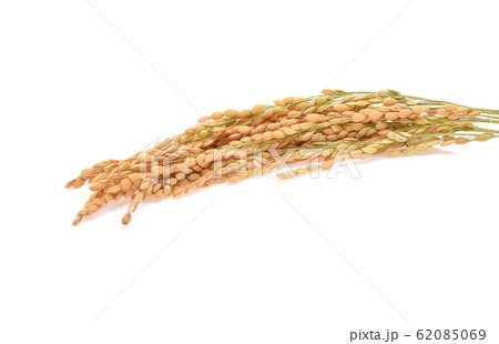 Japanese rice ears isolated on white background Japanese rice ears isolated on white background 62085069