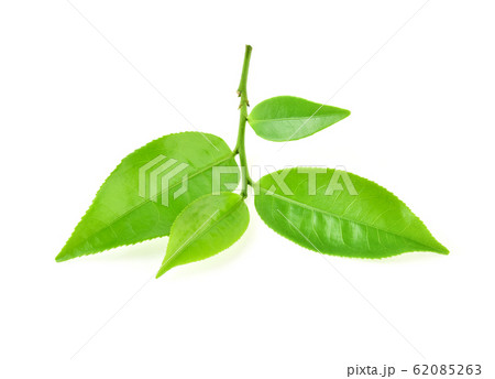 green tea leaf isolated on white 62085263