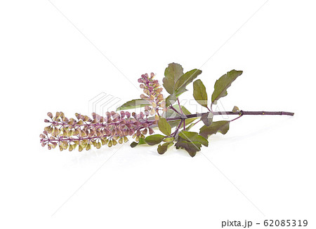 Basil flower, stalk and leaves isolated on a white Basil flower, stalk and leaves isolated on a white 62085319