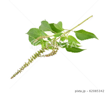 Tree Basil (Ocimum gratissimum) on white Tree Basil (Ocimum gratissimum) on white 62085342