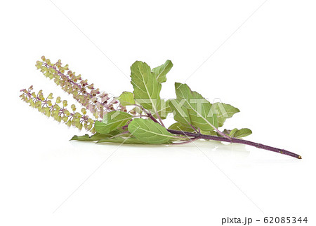 holy basil,Basil flower, stalk and leaves isolated holy basil,Basil flower, stalk and leaves isolated 62085344