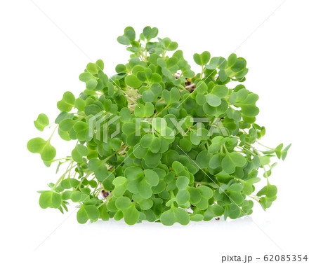 alfalfa sprouts or kai wah-rei on white background alfalfa sprouts or kai wah-rei on white background 62085354