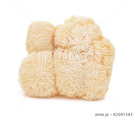 Lion mane mushroom isolated on white background Lion mane mushroom isolated on white background 62085383