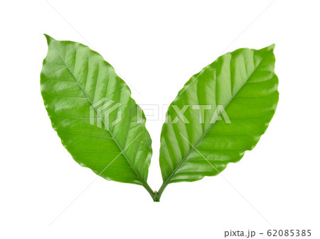 Coffee leaves isolated on white background Coffee leaves isolated on white background 62085385