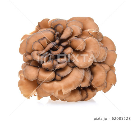 maitake mushrooms isolated on white background maitake mushrooms isolated on white background 62085528