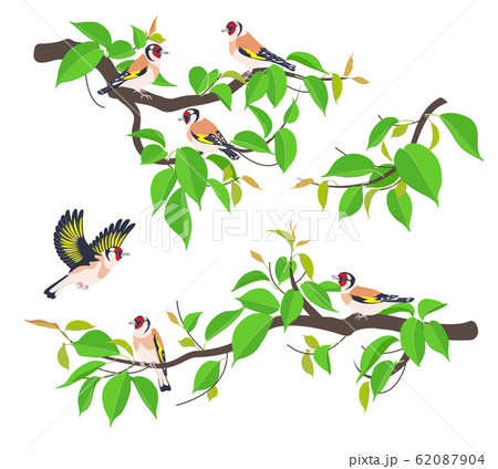 Goldfinches on Tree Branches Vector Flat 62087904