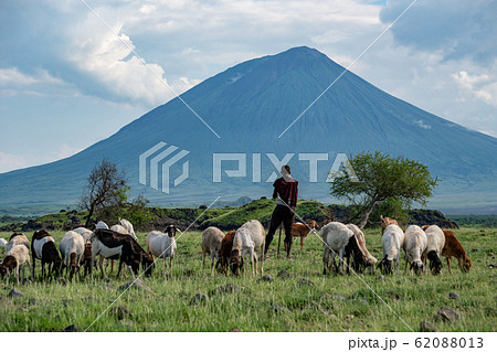 Maasai boy shepherd with flock of sheeps and Ol Doinyo Lengai on background. Maasailand, Engare Sero, Natron lake coast, Rift Valley 62088013