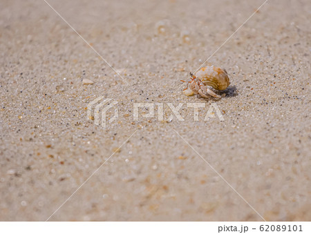 A variety of hermit crabs shape 62089101