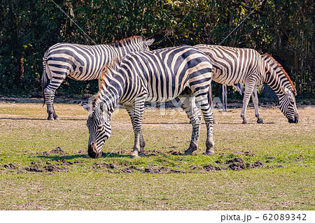 Zebra eating food in the midday Zebra eating food in the midday 62089342
