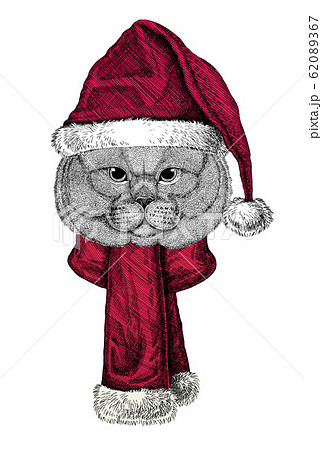 Portrait of British Shorthair cat, Scottish Fold cat wearing Chrismtas Santa Claus hat Portrait of British Shorthair cat, Scottish Fold cat wearing Chrismtas Santa Claus hat 62089367
