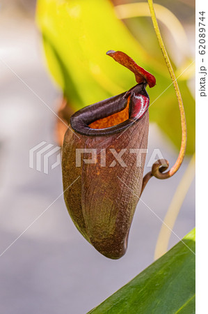 Nepenthes in the sunny day Is a reserved plant of Thailand 62089744