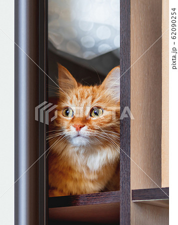 Cute ginger cat is hiding on shelf inside wardrobe. Fluffy pet is staring through half-open door. Curious domestic animal. Cute ginger cat is hiding on shelf inside wardrobe. Fluffy pet is staring through half-open door. Curious domestic animal. 62090254