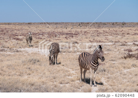 Zebras in Etosha National Park. 62090448