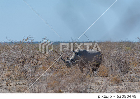 White Rhinos Grazing on the plains of Etosha National Park 62090449