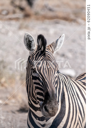 Zebras in Etosha National Park. 62090451