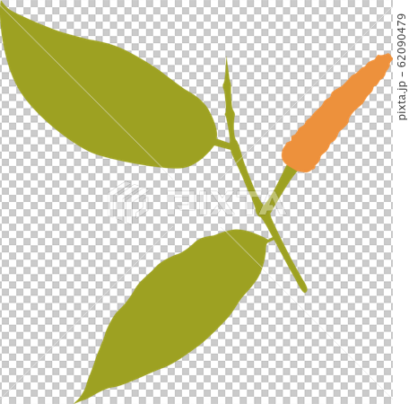 ヒハツの実と葉のイラスト ヒハツの実と葉のイラスト 62090479