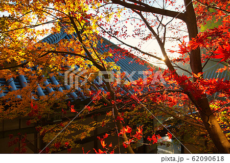 朝日に照らされる、色鮮やかな紅葉 朝日に照らされる、色鮮やかな紅葉 62090618