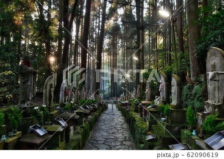 朝の凜とした空気の参道 朝の凜とした空気の参道 62090619