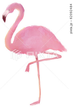 フラミンゴ 鳥 ピンクのイラスト素材
