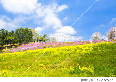 春のみさと芝桜公園の写真素材