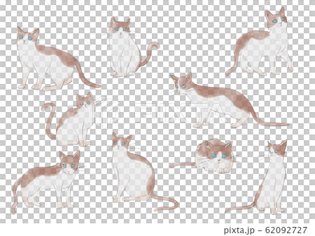 水彩風猫イラストセット 水彩風猫イラストセット 62092727