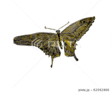 あげは蝶 62092866