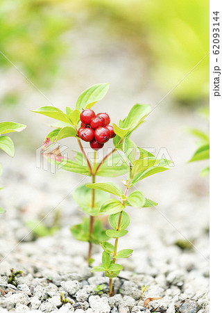 エゾゴゼンタチバナ 滝野すずらん丘陵公園 エゾゴゼンタチバナ 滝野すずらん丘陵公園 62093144