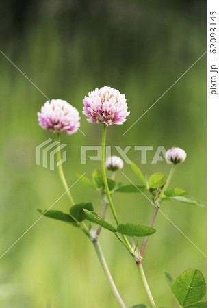 タチオランダゲンゲ　札幌市 62093145