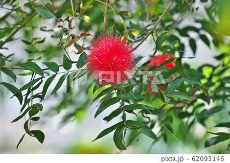 赤いオオベニゴウカンの花 62093146