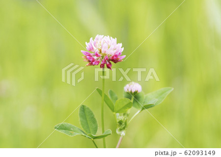 タチオランダゲンゲ　札幌市 62093149