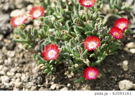 デロスペルマ　百合が原公園 62093161