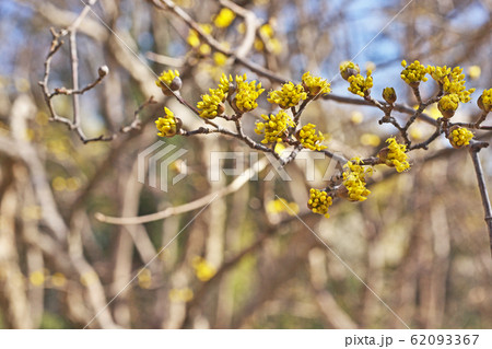 黄色いサンシュユの花 黄色いサンシュユの花 62093367