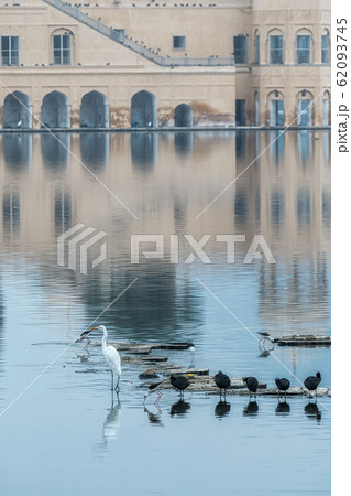 jal mahal birds jal mahal birds 62093745