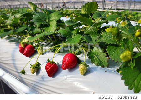食べごろのイチゴ 62093883