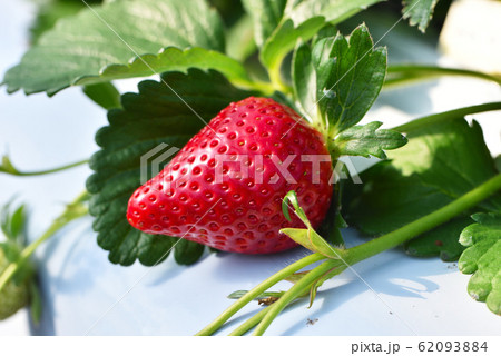 完熟したいちご 62093884